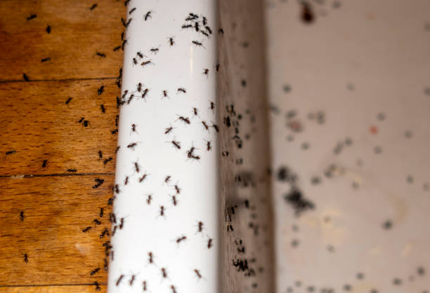 Best Affordable Pest Control Services  in Forest Hills, MI